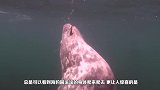 潜水员意外遇到一只海豹，一直拉着他的手，直到海豹往后一躺才懂