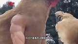 鸡：兄弟别怕 哥这霸王鸡的称号不是白来的