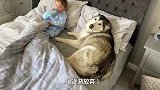 一只非要和小主人一起睡的阿拉斯加，小主人都赶不走