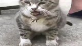 狸花猫：你放开我的胡子，我不吃你了！螃蟹：你觉得可能吗