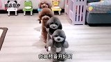 孙胖妞一家又准备好抢床位了，孙胖妞这次居然干不赢妲己猪，好逗