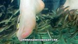 爱吃脚皮的温泉鱼到底有多恐怖？老外用大鱼测试，看完瑟瑟发抖