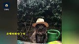 喵星人拍pose：头戴宽檐帽表情严肃