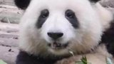 当大熊猫被游客说在假吃时！