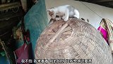 小猫咪不喜欢爬高高，想要下去，结果又被抓上去