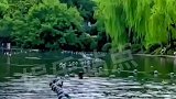 摄影师抓拍西湖“鱼跃龙门”瞬间，见者好运