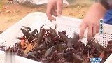 小龙虾放苗才20天就能捕捞上市 已经有经销商守着 等着收购了