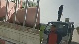 屠宰路上为猪增重，臭水塘的脏水也往猪里灌，猪老板被拘留