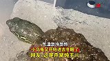 气温忽冷忽热，小乌龟又开始进去冬眠了，这是燕窝炖王八