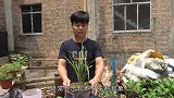 一种“好东西”养兰花，蹭蹭冒新芽，花色美丽