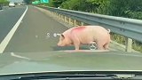 高速捡了头猪老铁们，怎么办？