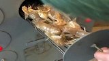 吃皮皮虾全程烤干，这吃法太糟蹋海鲜了，网友不会吃就不要吃