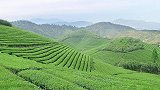 坐拥世界一半茶园，中国茶叶年产量世界第一，出口量却是第二？