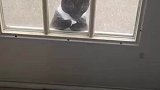 小猫双爪交叉放窗户上，好像在吧台等奶茶