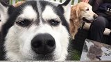 哈士奇也能当工作犬，就问你惊不惊喜