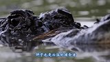 戏精上身野狗不慎落入狮口，在狮子口中一动不动，靠装死逃脱