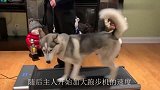 二哈究竟能跑多快？老外放跑步机上亲测，不料结果意外了