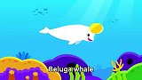 儿童鲸鱼之歌，学习海洋动物，蓝鲸，抹香鲸，白鲸和虎鲸