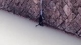 猫：兄弟快救下我，我上不去了！