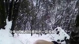 多只野生大熊猫活动视频曝光！有只自己在竹林吃了一整晚：“干饭人”实锤