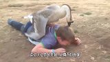 大白鹅试图偷袭大爷，没想到被一招制服，你大爷还是你大爷！