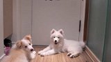 无论在哪都要陪你们呀 萌宠  furbo狗狗摄像机 远程宠你