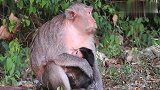 母猴非常疼爱新生猴