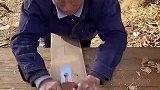 这样的别墅狗狗最爱了