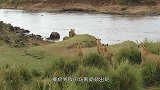 羚羊在河边喝水，忽然一只狮子狂奔而来，结果没刹住车