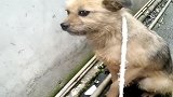 流浪狗饿疯了，咬伤别人的鸡，结果被人打了