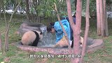 小熊猫和饲养员“斗智斗勇”，熊猫宝宝放大招，大家憋住别笑