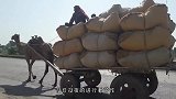 混的最惨的骆驼，在地里双腿跪地拉车，这还是人做的事儿吗
