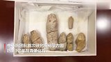 中科院团队首次研究揭秘蒙古国约1.3亿年前粪便化石
