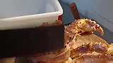 这么可爱的螃蟹，竟然没腿了