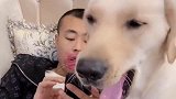 男主人偷吃火龙果不承认，拉布拉多的反应让人笑喷