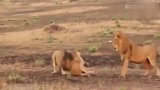 两头雄狮对母狮虎视眈眈,柔弱的母狮毫无反抗之力,最后只好从了