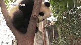 熊猫宝宝爬上树玩杂技，那个小脑袋卡在树杈是认真的吗？