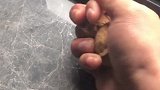 铁憨爸比~徒手捏核桃！