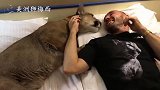 美洲狮如何向人类表达爱意？男主人想拒绝都难