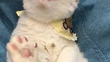 猫小鱼干吃完了，还有没有！