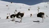 滑雪的鸵鸟简称滑驼？鸟都不如系列！