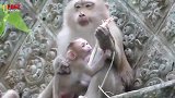 小奶猴抢着吃，猴姐很是妒忌，妈妈最疼幺儿子