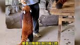 饲养员中秋给小熊猫吃月饼饲养员们暖心为可爱的动物们特别定制了