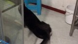 养犬人最头疼的问题是什么？我还好！你们还好吗？哈士奇 宠物 涛哥训犬