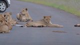 母狮带着幼崽趴在路中间，小狮子的这个动作，萌化了