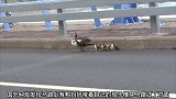 鸭妈妈带孩子过马路，它还知道等车开过去后再走