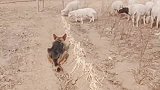 神奇的德牧犬，看家护院放牧牛羊