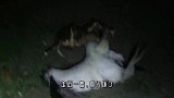男子捡到一只大螃蟹，关在铁笼子里，第二天一看愣住了
