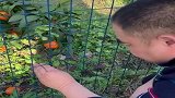 网孔6厘米的荷兰网，都挡不住你们伸向橘子的大猪蹄子！