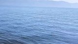 洱海网红地柳树林走一走